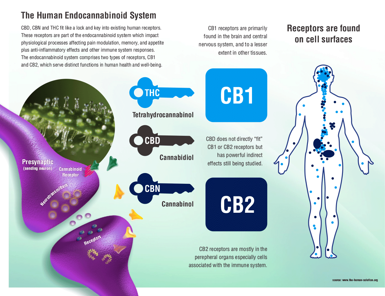 human-endocannabinoid-system